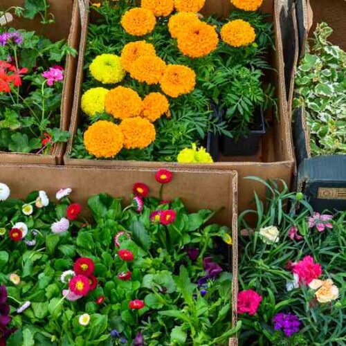 How to Start a Mail Order Nursery
